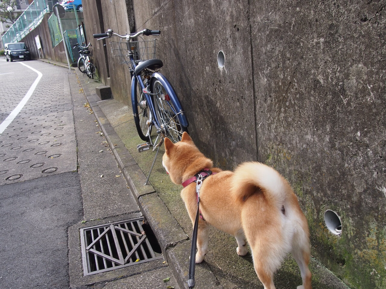 冰与火的交响,印度队险胜丹麦队,陈雨菲刷新纪录下的体育叙事