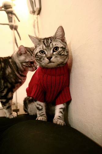 戴资颖扛起全队,印度队轻取韩国队,一场团队与个人英雄主义的完美交响