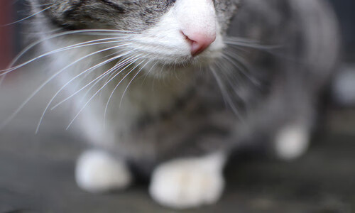 戴资颖扛起全队,印度队轻取韩国队,一场团队与个人英雄主义的完美交响