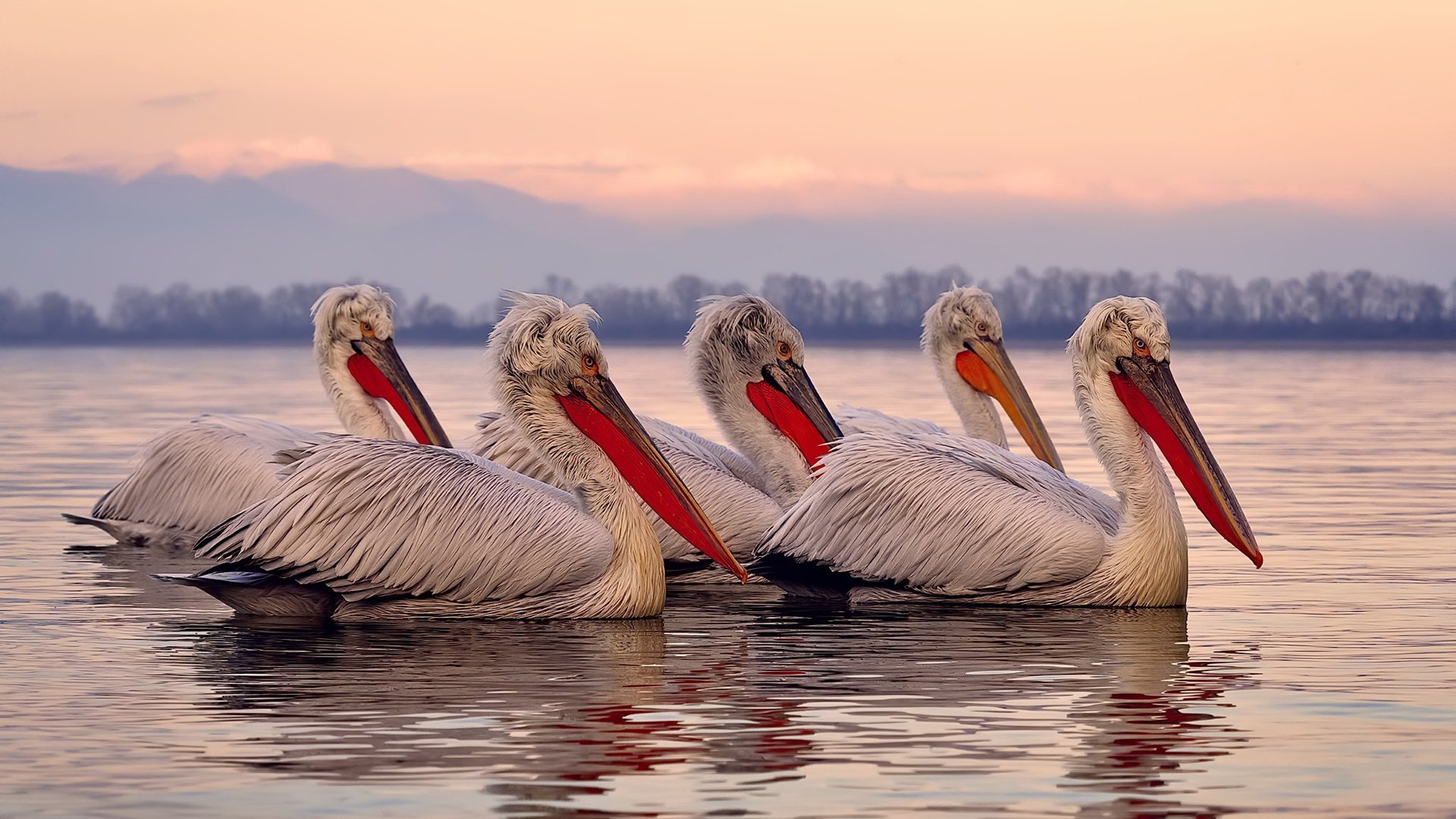 北欧铁骑的战术碾轧，当凯恩时刻照亮瑞典的胜利之路