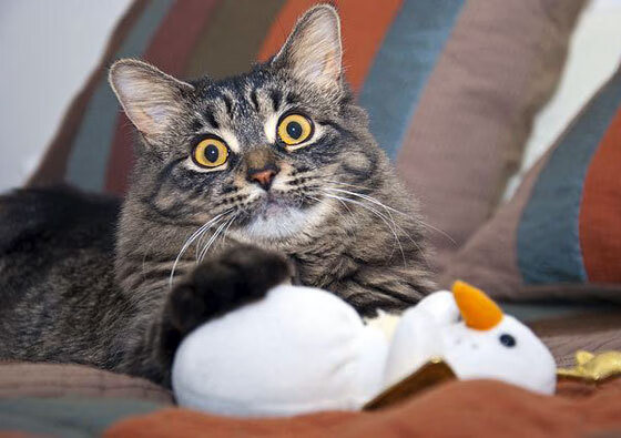 灰熊完胜勇士，西亚卡姆统治全场