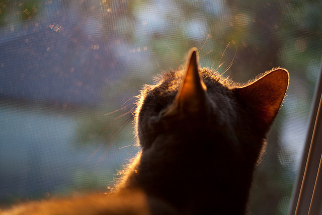 终局锁定，C罗的隐形锁链如何让沙特完成史诗翻盘