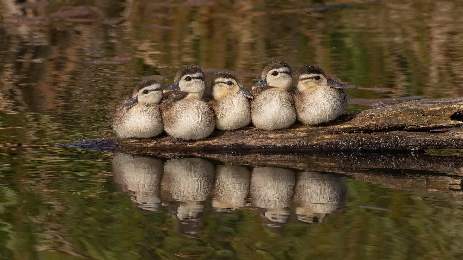 爱游戏官方入口-委内瑞拉对阵阿尔及利亚，维尼修斯让对手完全无解