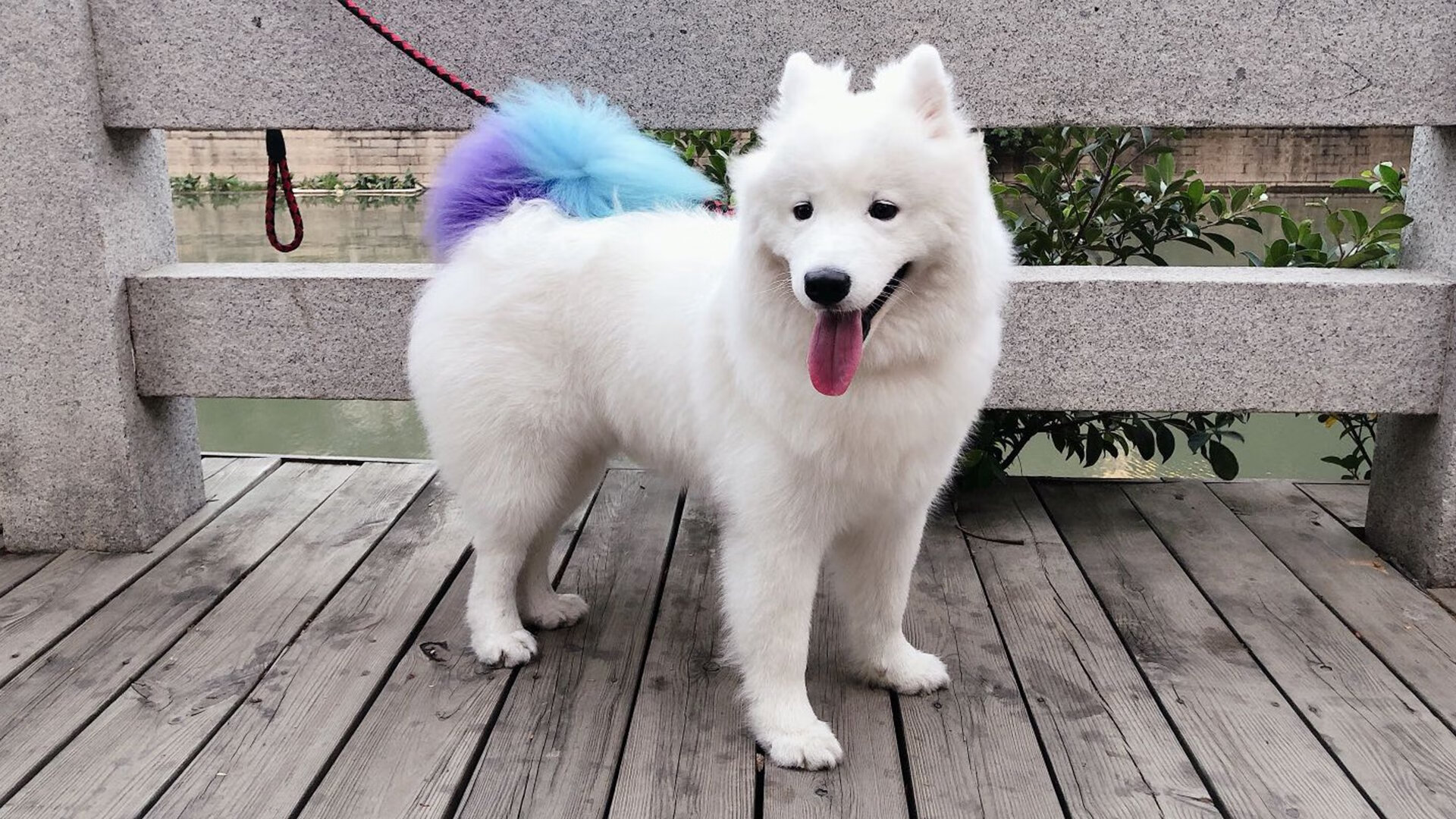 绿茵场与资本的角力，当西班牙国家德比遇见上海收割黄蜂