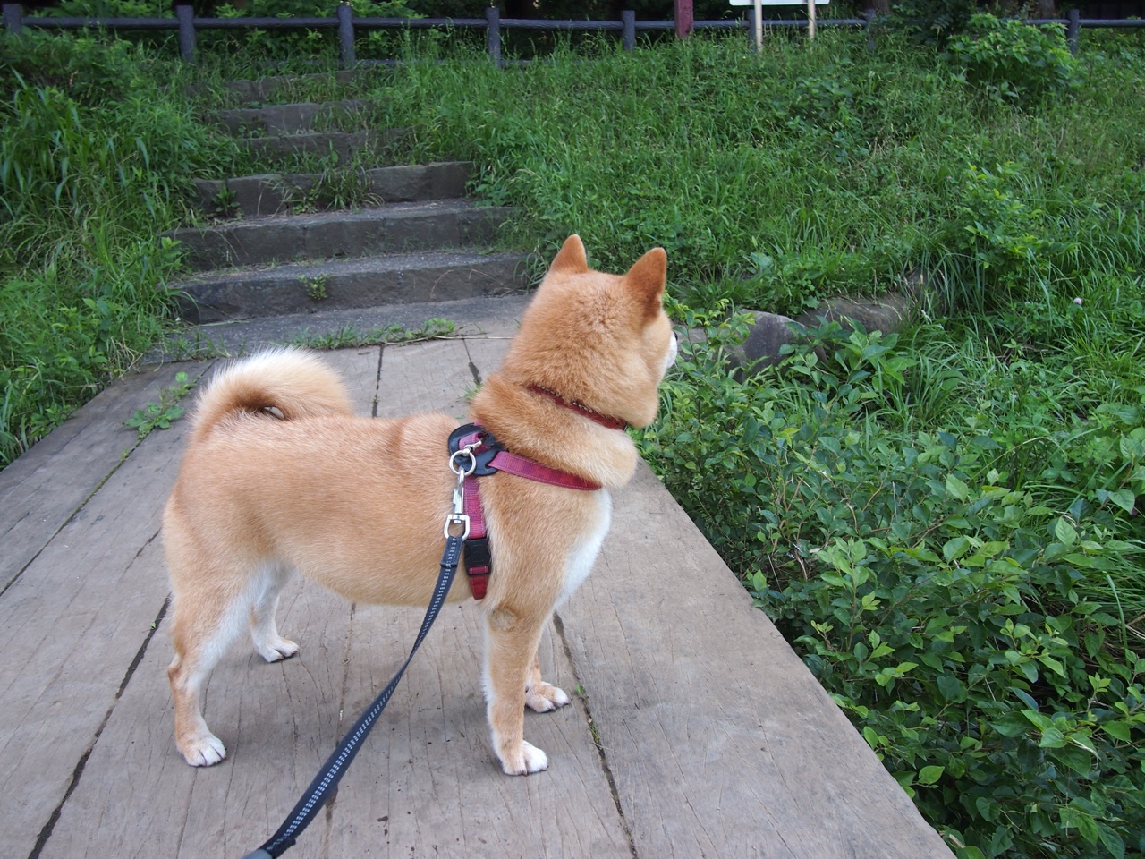 历史错位？平行时空下国王爆冷猛龙的东决焦点战