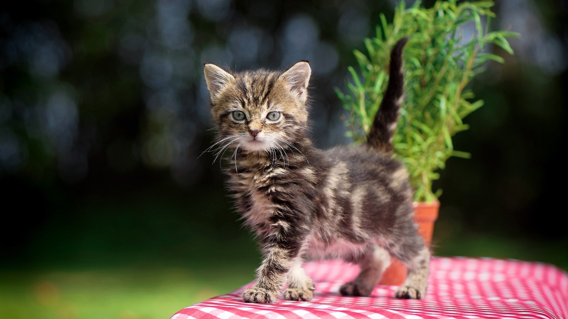 阿什拉夫一球焚天，克罗地亚在余烬中险胜黑马