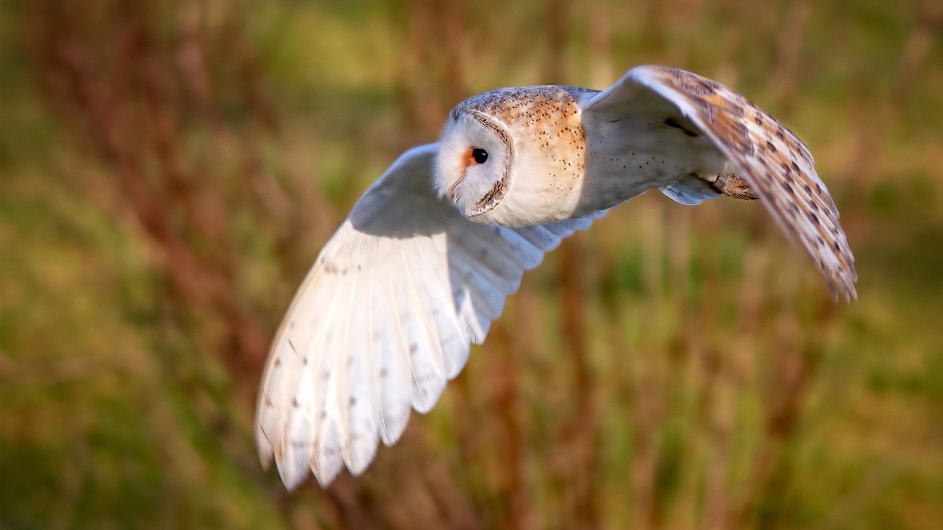 铁血南美与英伦魂的碰撞，一场载入史册的跨界抢七鏖战