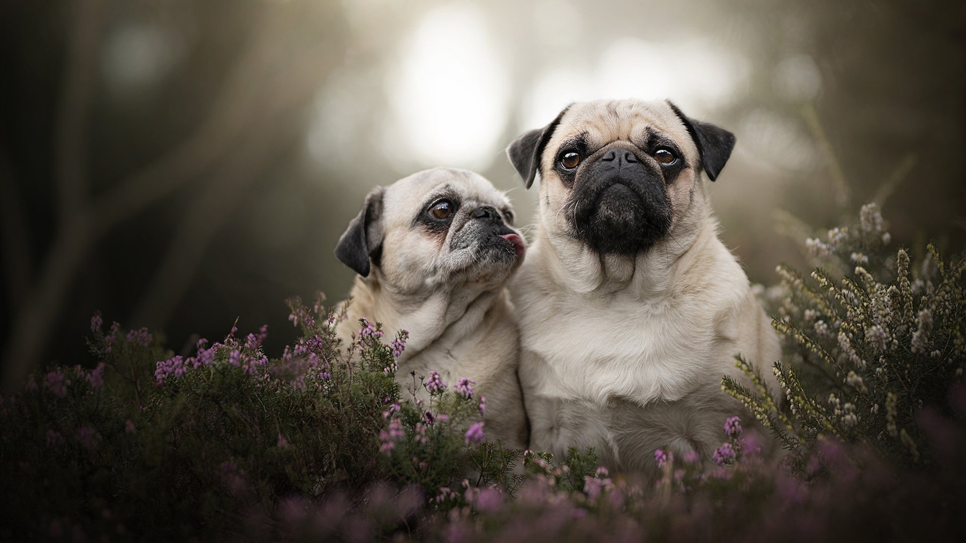 东方巨龙吞噬西方烈阳！恩比德关键封盖制胜，上海队上演惊天逆转