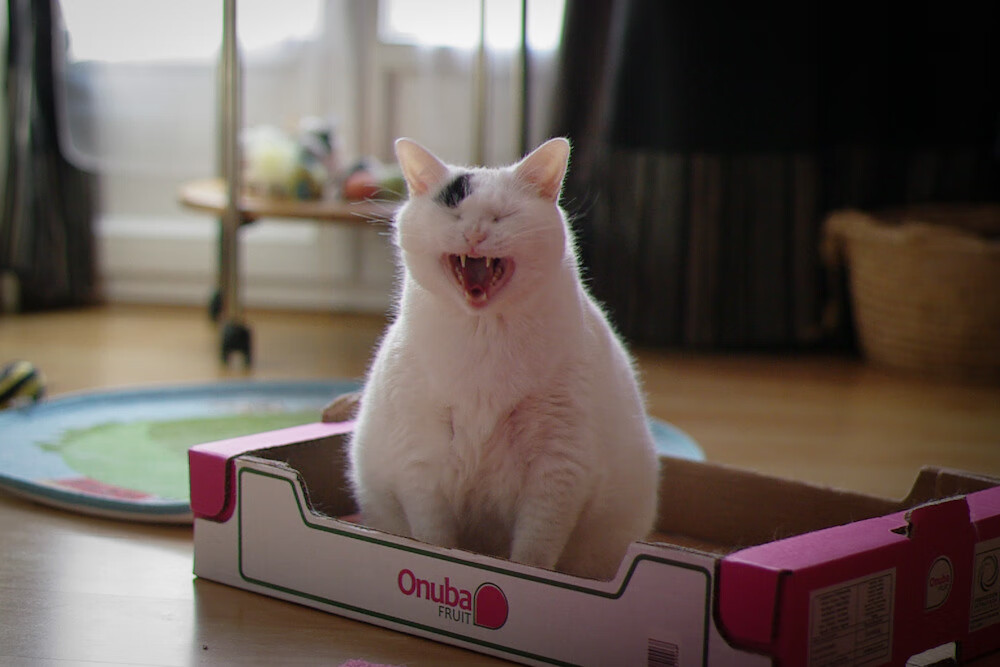 黄河凌波记，当山西血脉遇上洛杉矶星光，哈利伯顿的孤独证道