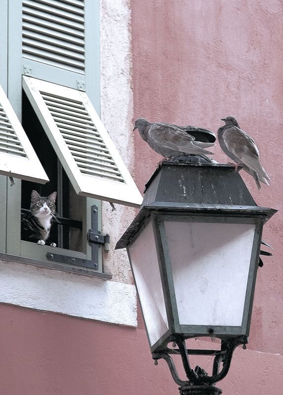 燎原与袋鼠的黄昏，迪亚斯点燃多特蒙德掀翻澳大利亚