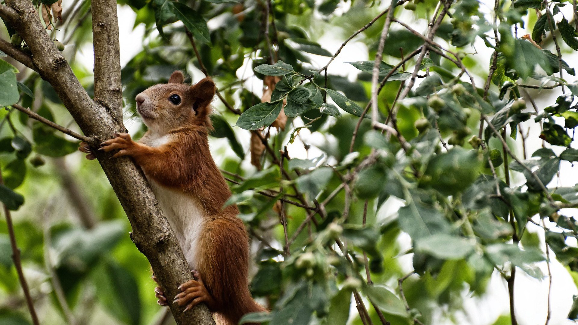 爱游戏在线-数据核爆！詹姆斯30+准三双打穿防线 步行者奇兵降维打击锁定胜局