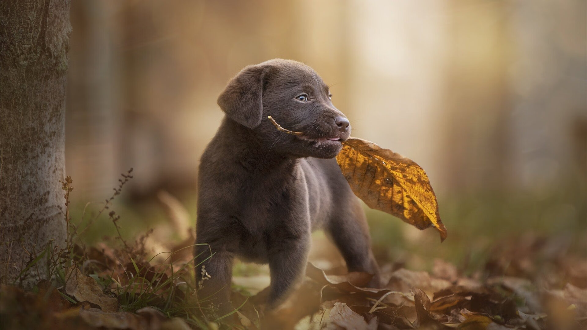 凤凰转身，英格拉姆一攻一传定乾坤，步行者铁阵提前埋葬鹈鹕悬念