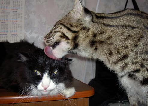 莫兰特式掌控！广东轻取上海，三节锁定胜局演绎熊王风范