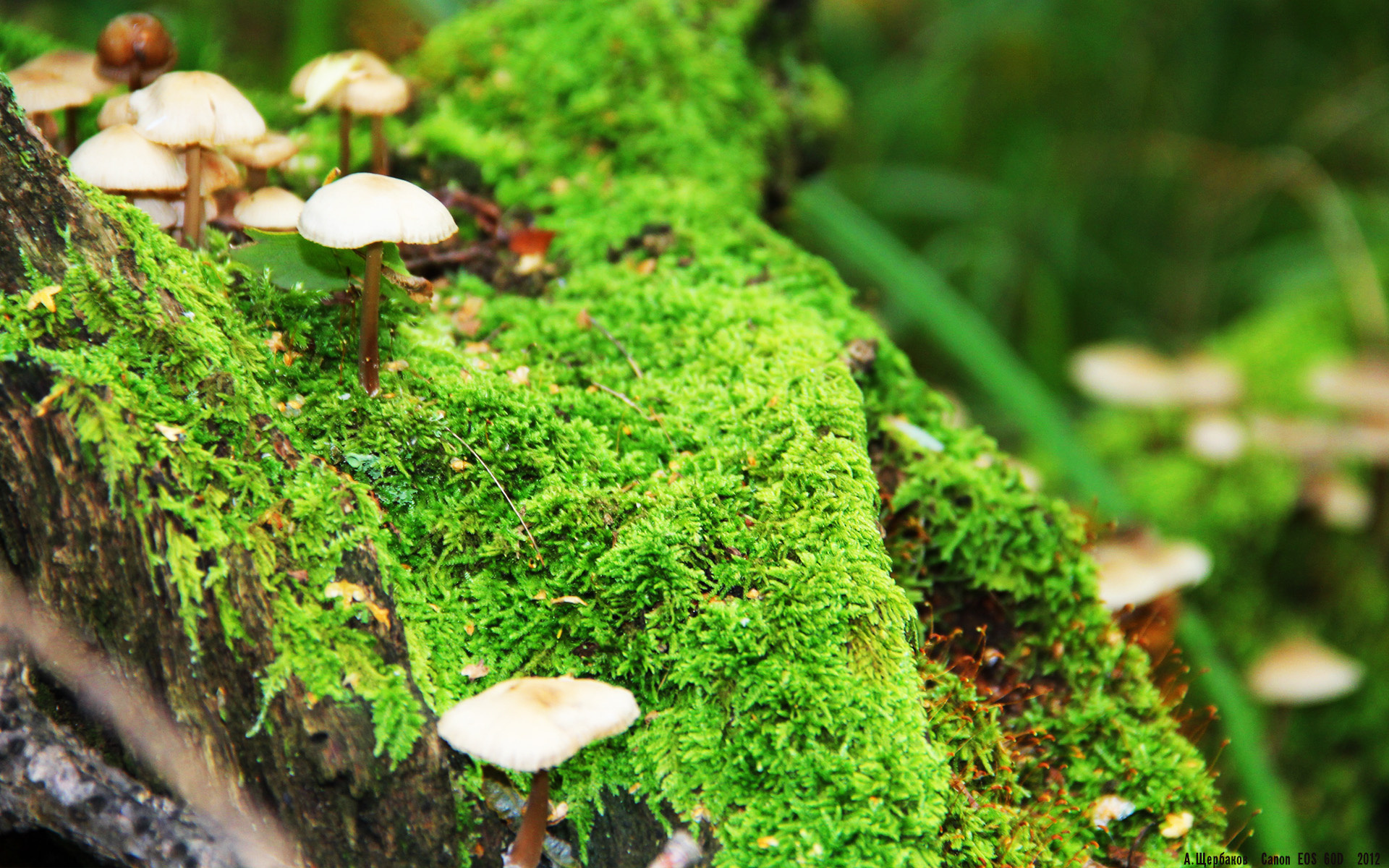 传奇之夜！拉齐奥补时绝杀阿尔及利亚，伊布年度焦点战主宰乾坤